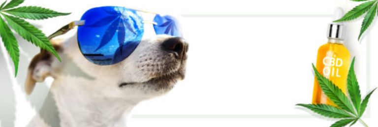 Three Simple Tips to Administer CBD to Your Dog