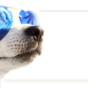 CBD Oil Dogs