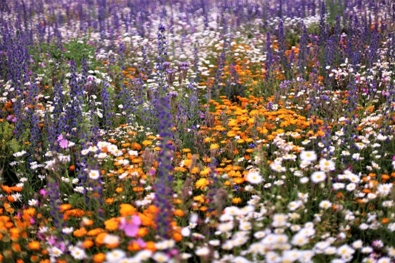 How to Choose the Best Animal Repellant for Your Garden