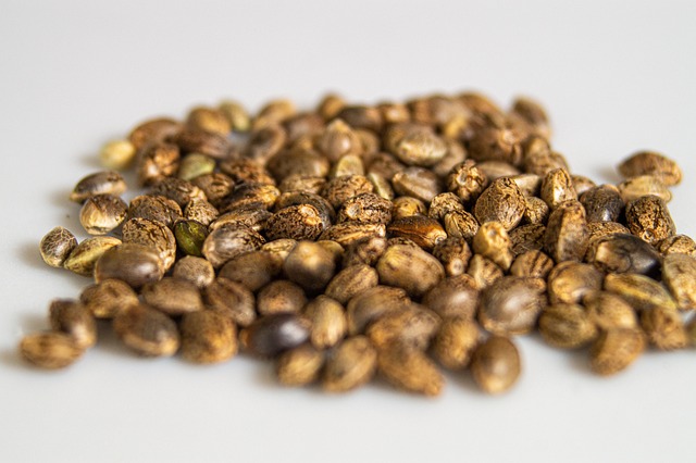 seeds